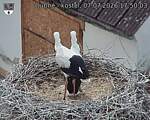 Capi_Dubne_20260707_175003.jpg