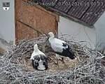 Capi_Dubne_20260707_180003.jpg