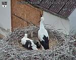 Capi_Dubne_20260707_182004.jpg