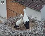 Capi_Dubne_20260707_184003.jpg