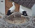 Capi_Dubne_20260707_185504.jpg