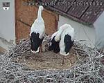 Capi_Dubne_20260707_190004.jpg