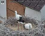 Capi_Dubne_20260707_191004.jpg