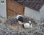 Capi_Dubne_20260707_191503.jpg