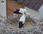 Capi_Dubne_20260707_193503.jpg