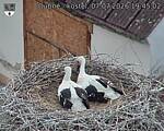 Capi_Dubne_20260707_194502.jpg