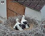 Capi_Dubne_20260707_195004.jpg