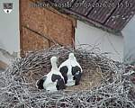 Capi_Dubne_20260707_201503.jpg