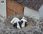 Capi_Dubne_20260707_202003.jpg