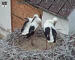 Capi_Dubne_20260707_203502.jpg