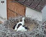 Capi_Dubne_20260707_205503.jpg