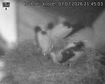 Capi_Dubne_20260707_214503.jpg