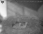 Capi_Dubne_20260707_222003.jpg