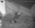 Capi_Dubne_20260707_224503.jpg