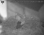 Capi_Dubne_20260707_230003.jpg