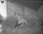 Capi_Dubne_20260707_230502.jpg