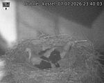 Capi_Dubne_20260707_234003.jpg