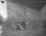 Capi_Dubne_20260707_235002.jpg