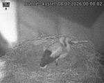 Capi_Dubne_20260708_000002.jpg
