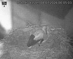 Capi_Dubne_20260708_000503.jpg