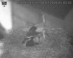 Capi_Dubne_20260708_010502.jpg