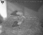 Capi_Dubne_20260708_011503.jpg