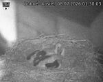 Capi_Dubne_20260708_013003.jpg