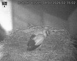 Capi_Dubne_20260708_023502.jpg