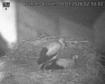 Capi_Dubne_20260708_025002.jpg