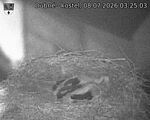 Capi_Dubne_20260708_032503.jpg