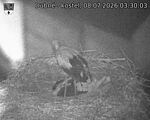 Capi_Dubne_20260708_033003.jpg