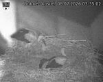 Capi_Dubne_20260708_033502.jpg