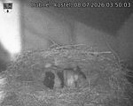 Capi_Dubne_20260708_035003.jpg