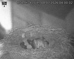 Capi_Dubne_20260708_040002.jpg