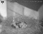 Capi_Dubne_20260708_042002.jpg