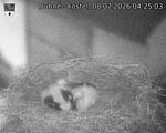 Capi_Dubne_20260708_042503.jpg