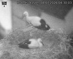 Capi_Dubne_20260708_043003.jpg