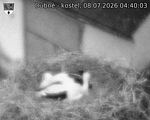 Capi_Dubne_20260708_044003.jpg