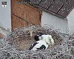 Capi_Dubne_20260708_053003.jpg