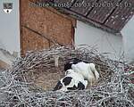 Capi_Dubne_20260708_054003.jpg
