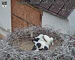 Capi_Dubne_20260708_055003.jpg