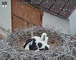 Capi_Dubne_20260708_055503.jpg