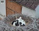 Capi_Dubne_20260708_060003.jpg