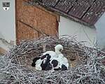Capi_Dubne_20260708_060503.jpg
