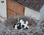 Capi_Dubne_20260708_061503.jpg