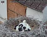 Capi_Dubne_20260708_062003.jpg