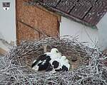Capi_Dubne_20260708_062503.jpg
