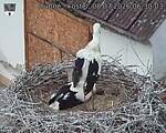 Capi_Dubne_20260708_063003.jpg