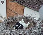 Capi_Dubne_20260708_063503.jpg