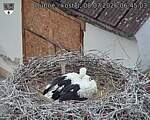 Capi_Dubne_20260708_064503.jpg